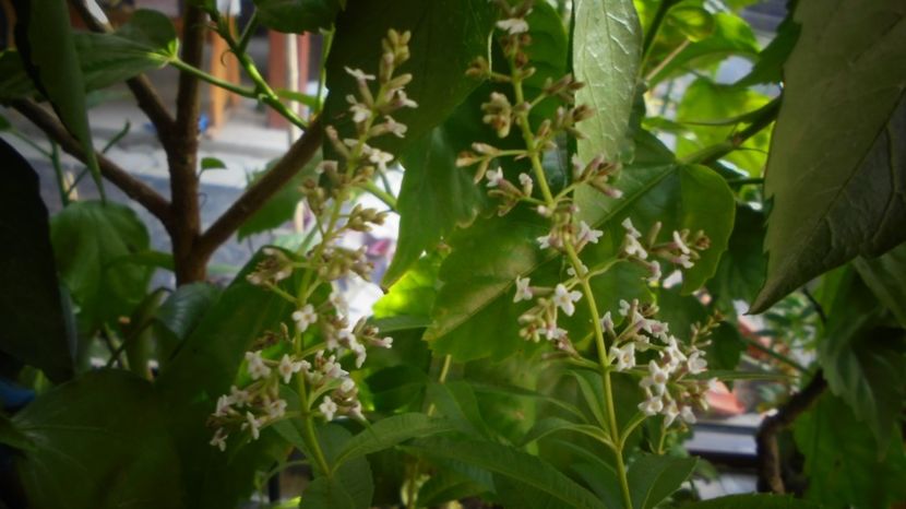 Aloysia citriodora,dupa tunsoare - Splendori in gradina