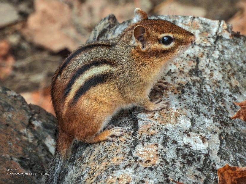 Petite ecureuil - Chipmunk - Veverita pitica 4 - B - ANIMALS