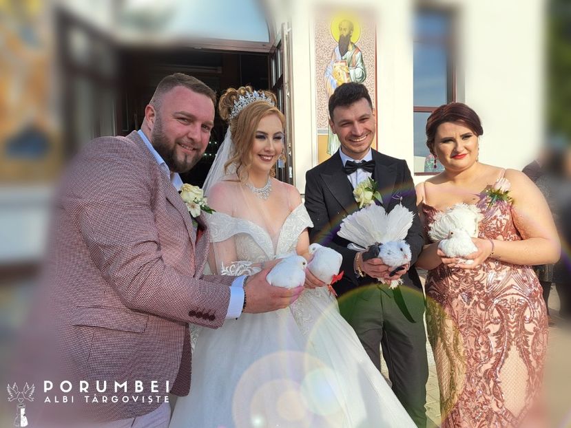 Porumbei albi la nunta în Dambovita Evenimente VIP - Porumbei Albi Dâmbovița