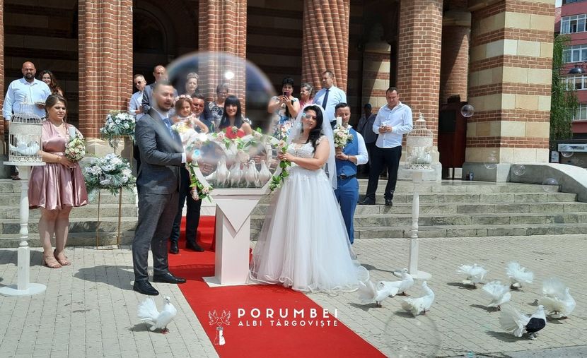 Porumbei albi la nunta în Dambovita Evenimente VIP - Porumbei Albi Dâmbovița