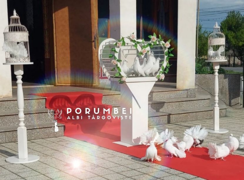 Porumbei albi la nunta în Dambovita Evenimente VIP - Porumbei Albi Dâmbovița
