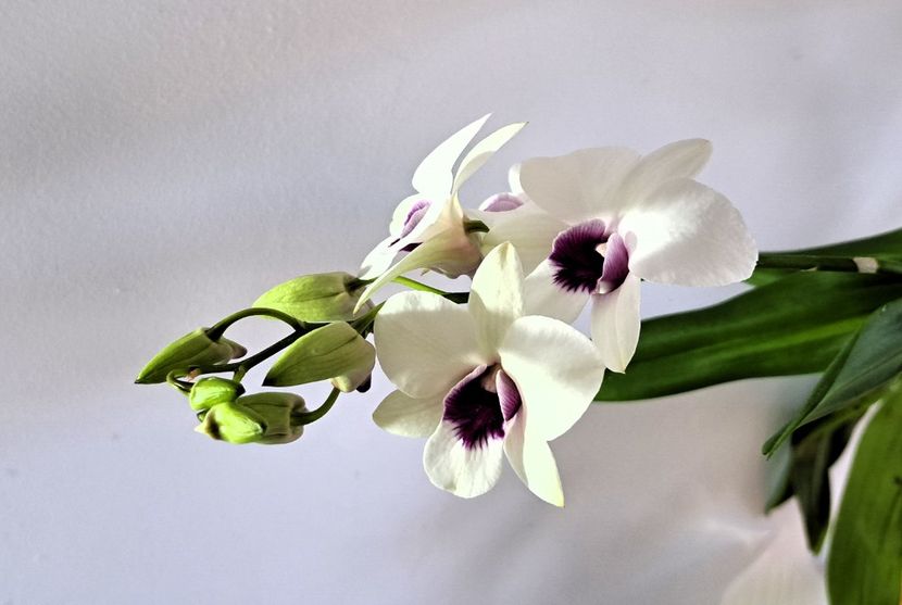  - Dendrobium phalaenopsis
