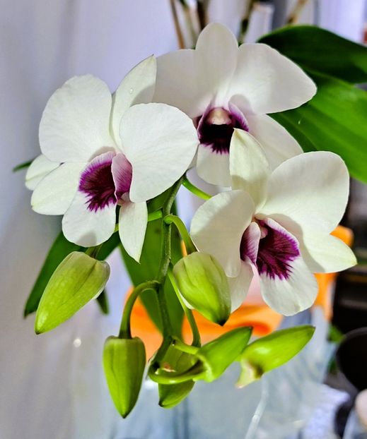  - Dendrobium phalaenopsis