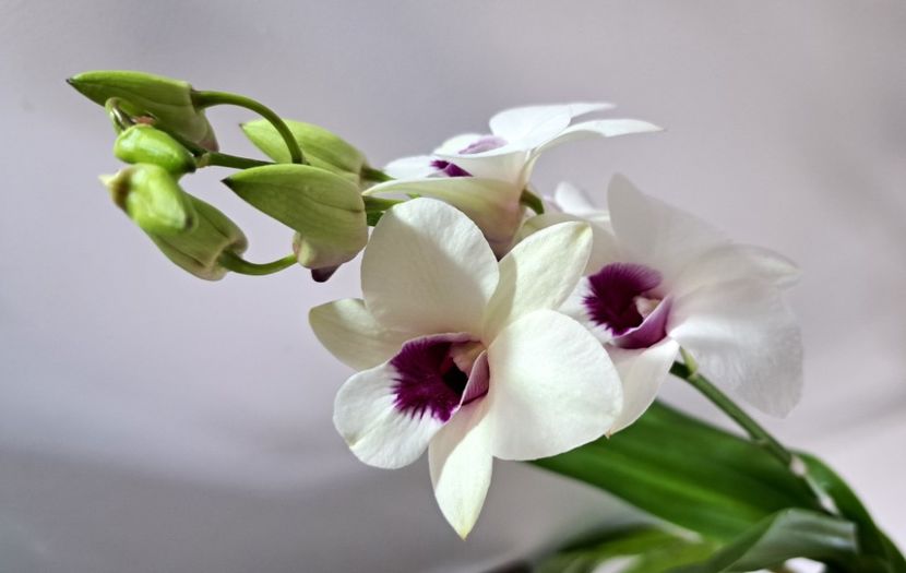  - Dendrobium phalaenopsis