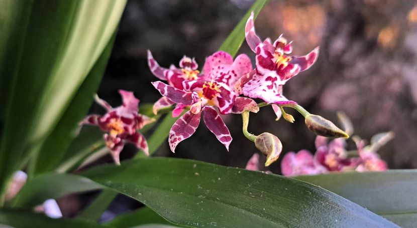  - Oncidium