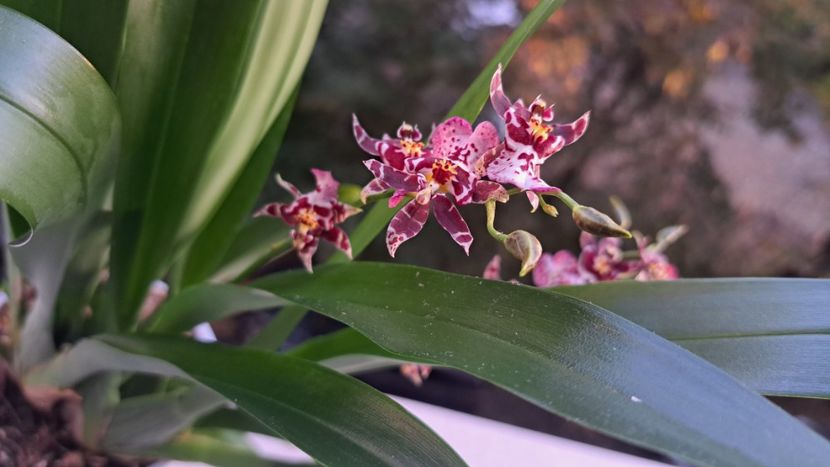  - Oncidium