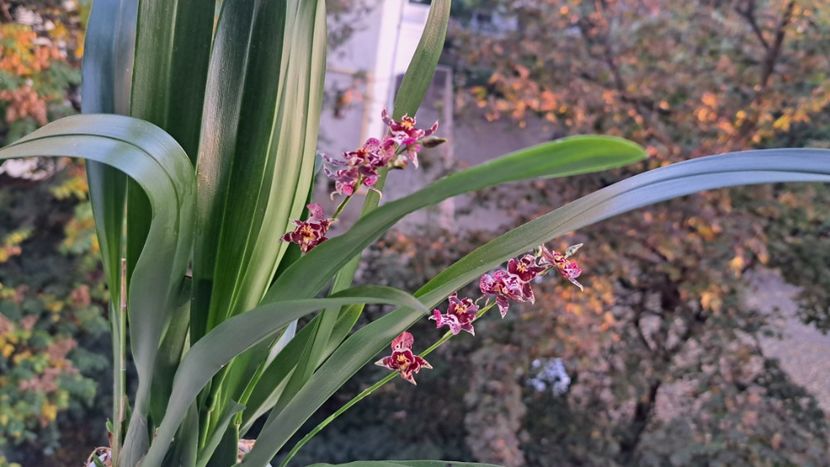  - Oncidium