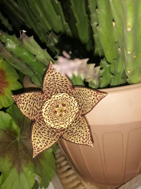  - Stapelia