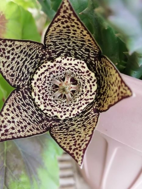  - Stapelia