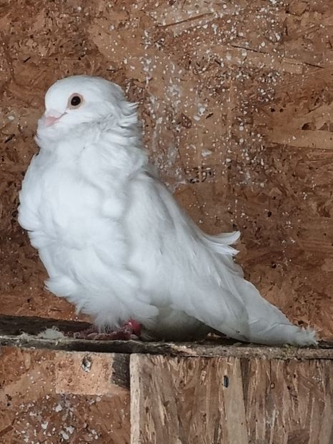 IMG-20231020-WA0077 - De vanzare