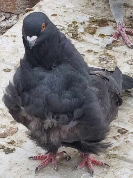 IMG-20231020-WA0071 - De vanzare