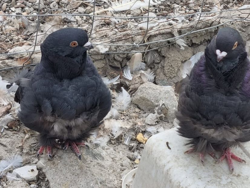 IMG-20231020-WA0054 - De vanzare