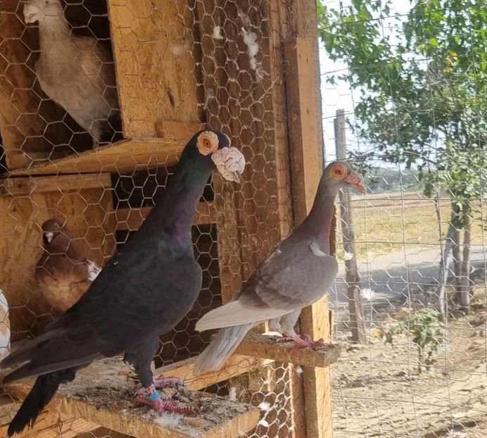 received_353042723747611 - De vanzare