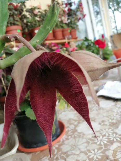  - Stapelia