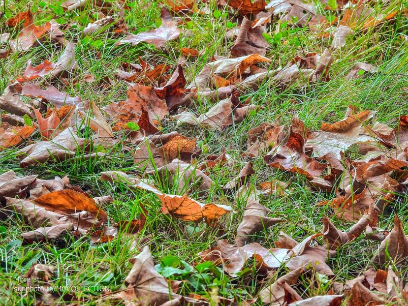  - CANADIAN AUTUMN - Toamna canadiana