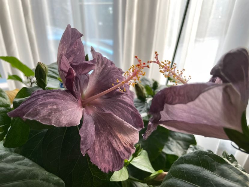  - DPs Purple Drops