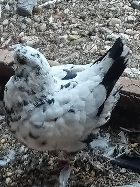  - Porumbei vanduti 2