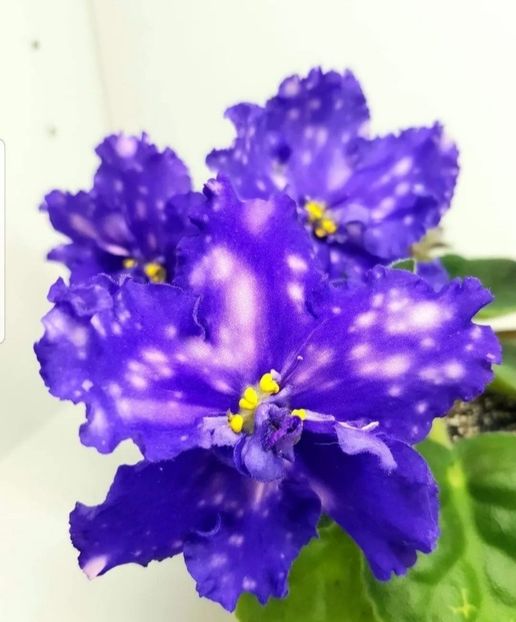 Poza net - KZ-Letitsiia