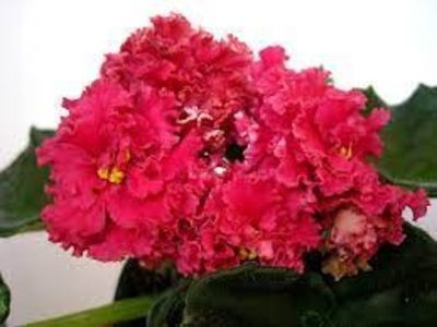 АВ-Красная Гвоздика - AV-Krasnaja Gvozdika