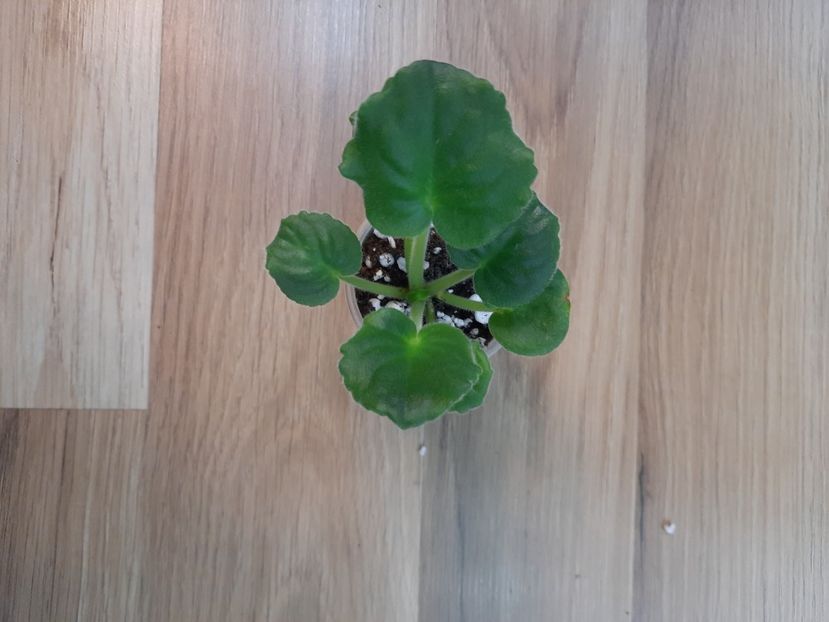  - AV-Krasnaja Gvozdika