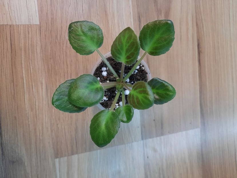  - Morgan s It s Suite Hopper