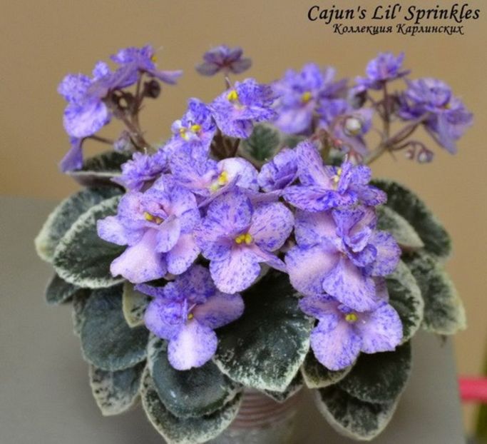 Cajun’s Lil Sprinkles - Cajun s Lil Sprinkles