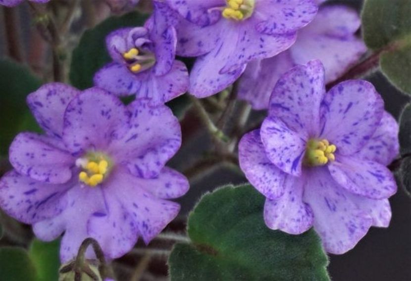 RS-Jamayka - RS-Jamayka