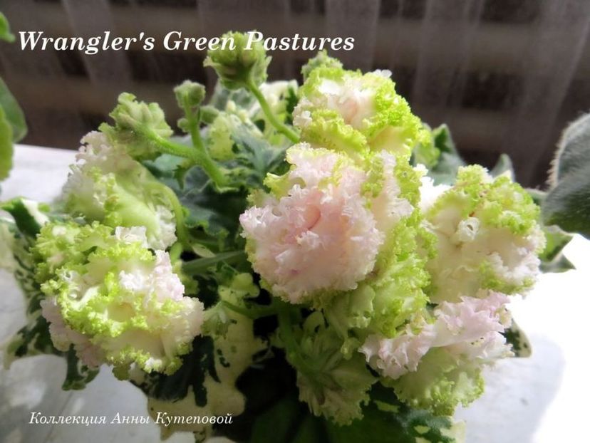 Wrangler's Green Pastures - Wrangler s Green Pastures