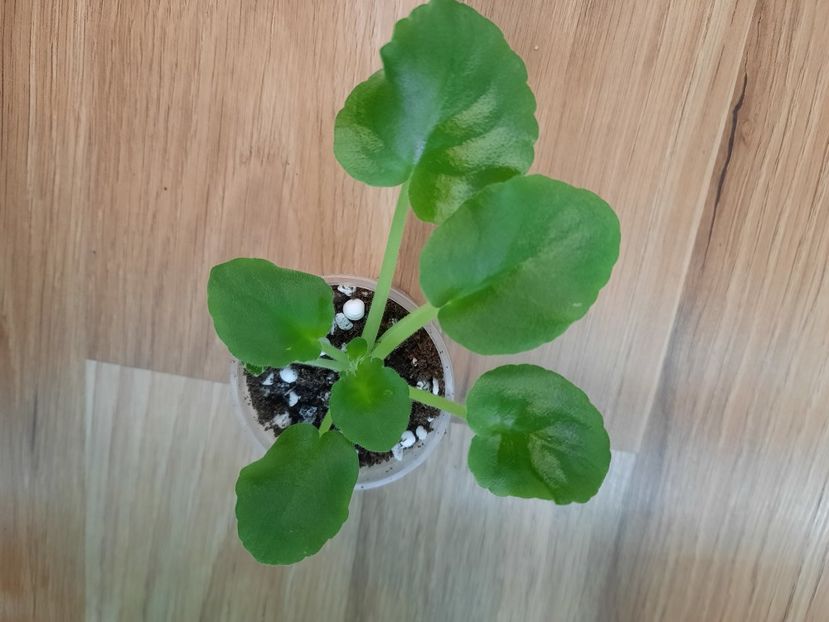  - Wrangler s Green Pastures