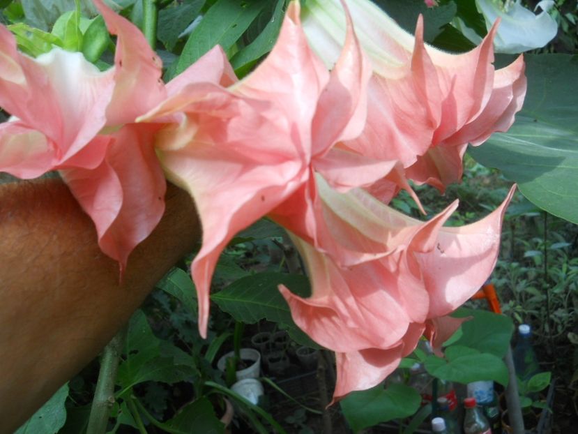 brugmansia roz 25lei - Brugmansii disponibile