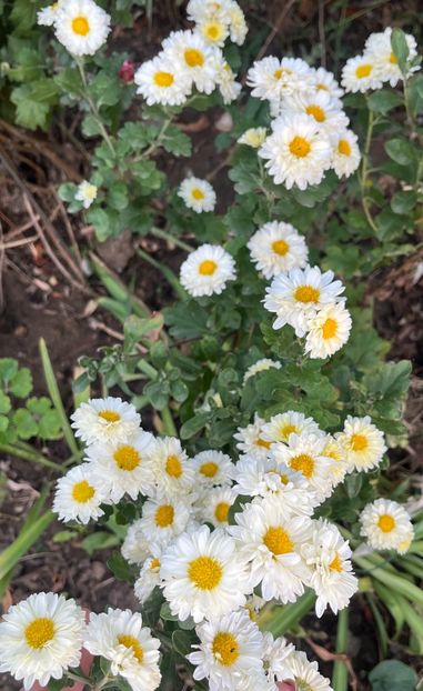 20231021_180328_IMG_9985 - Crizanteme 22 23 24