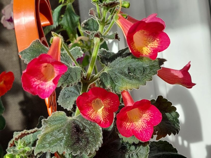  - Northwoods Sunburst