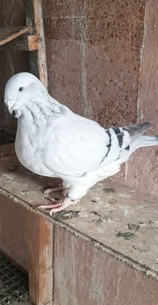 Fem 2020 - VOIAJOR ROMANESC DE FRUMUSETE FEMELE