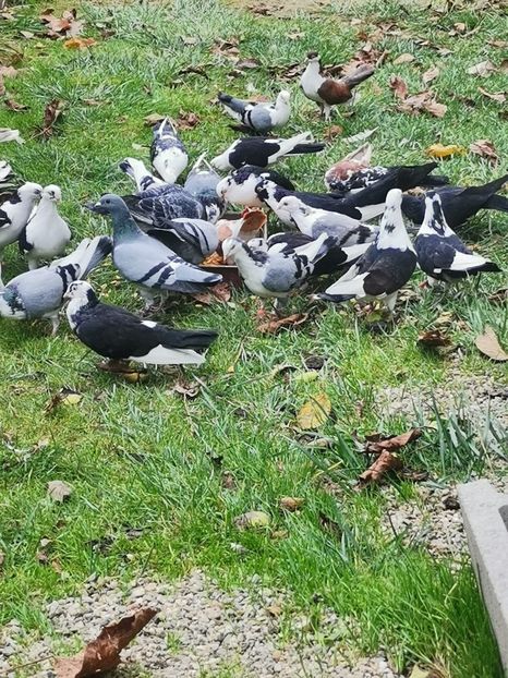  - Voliera de la țară!