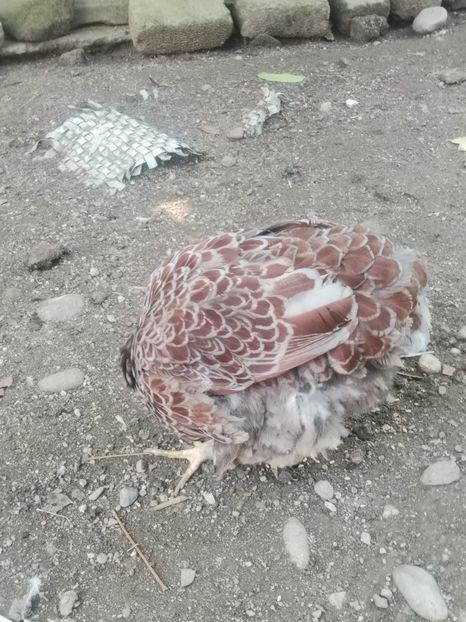  - Wyandotte argintiu talie mare