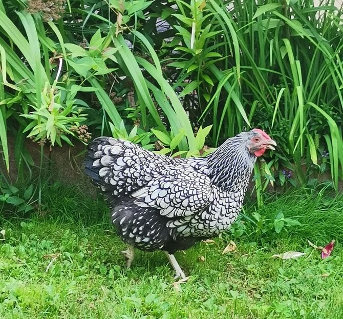  - Wyandotte argintiu talie mare