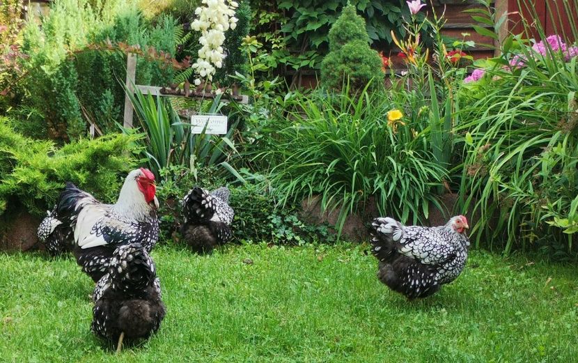  - Wyandotte argintiu talie mare