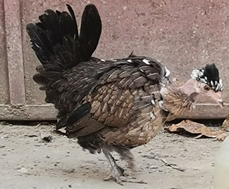  - Gaini pitice golase