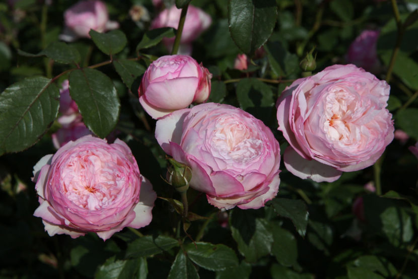 The Mill On The Floss (tufa) 60 lei - Toamna 2025