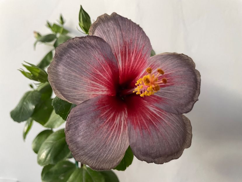  - 001 - Hibiscusi 2023