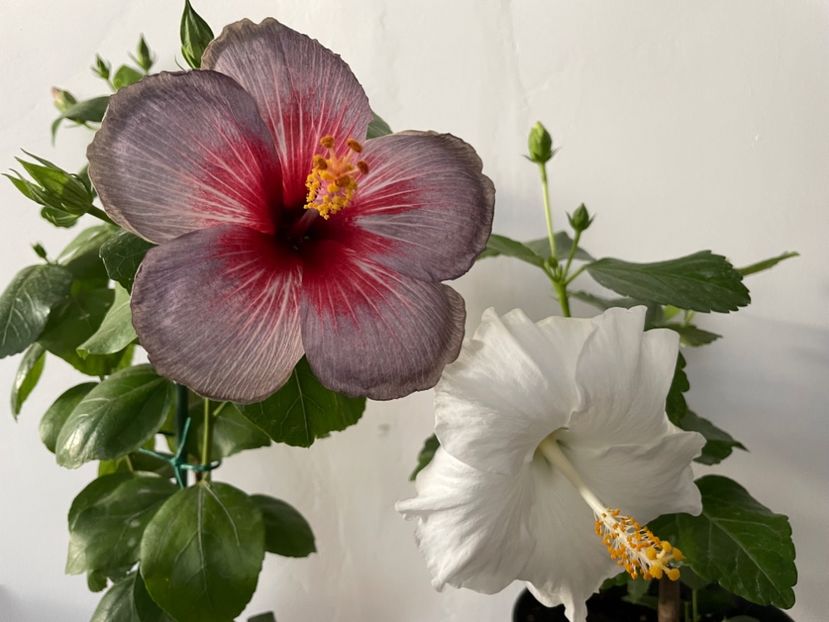  - 001 - Hibiscusi 2023