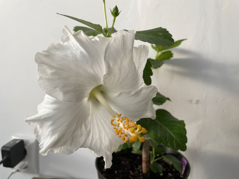  - 001 - Hibiscusi 2023