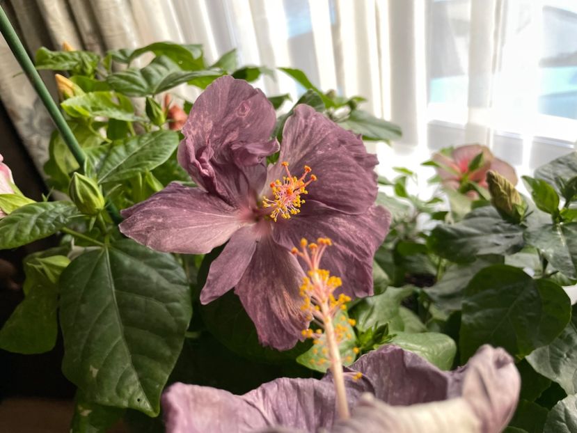  - 001 - Hibiscusi 2023