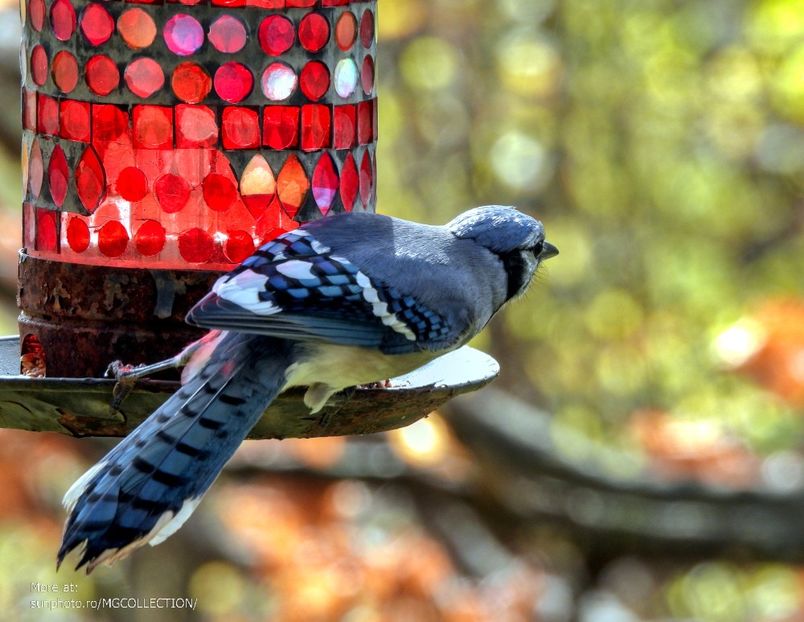 Blue Jay -  Gaita albastra canadiana - C - BIRDS - Pasari