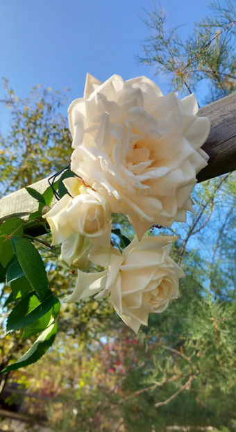  - 2023 - 03 - Toamna