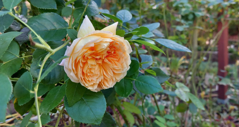  - 2023 - 03 - Toamna