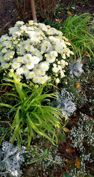  - 2023 - 03 - Toamna