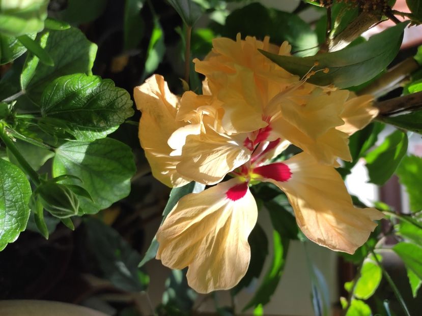  - Hibiscus 2 2023