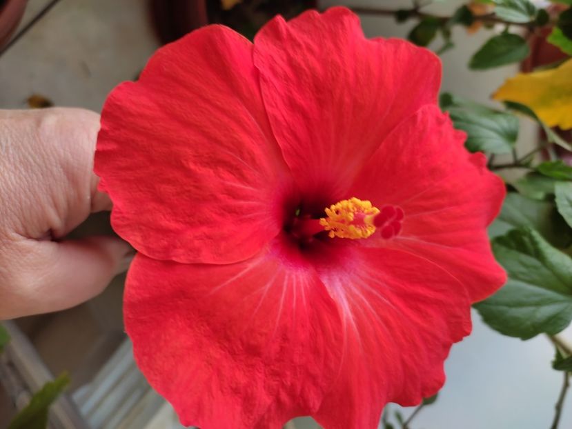  - Hibiscus 2 2023