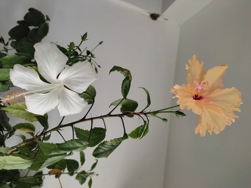  - Hibiscus 2 2023